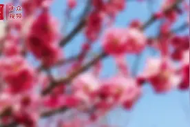 视频丨百般红紫斗芳菲，邀您一起“云赏花”图片