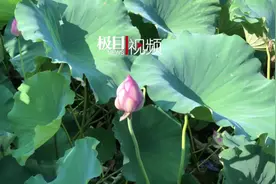 千年玉泉有三宝，盛夏时节最相宜图片