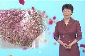 相约白鹭湾 共赏樱花开图片