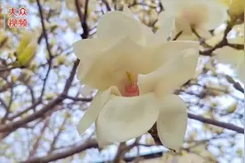 趣新闻丨今日最美花朝节，现在知道也不晚图片