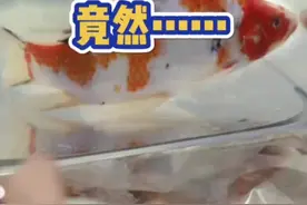 进博会1.1馆，有一条冻鱼“复活”了？图片
