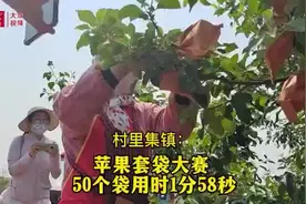 视频｜50个袋，1分58秒！苹果套袋大赛“加速度”图片