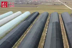 电力守护 草莓安全“温暖过冬”图片