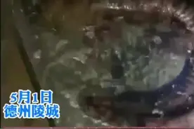 北方罕见野生娃娃鱼惊现德州！“送它回家”图片