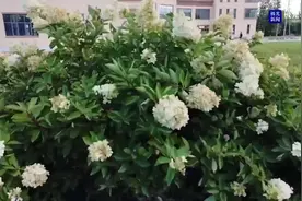 花香满龙江丨圆锥绣球添美景 壮观神气增秋色图片