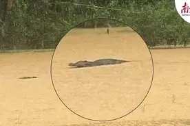 暴雨致中山珠海多地水浸：多条高速路段封闭，网传有鳄鱼出逃图片