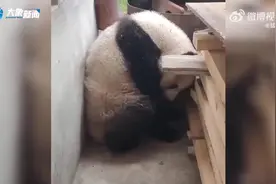 野生大熊猫频频现身陕西一村庄，疑似生病，目前已被救助图片