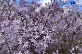 花香满龙江丨花开朵朵 爱上五月天图片
