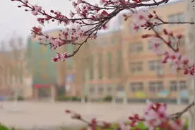 山东邹平：春到范公小学图片