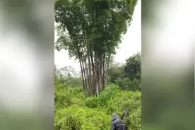 一百多斤的竹笋，你见过吗？图片