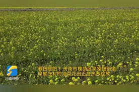 惊艳了时光 济南这片油菜花海此时正美图片