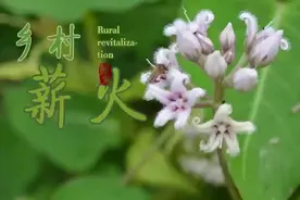 调研山东｜济宁学院：乡村薪火，点亮青春图片