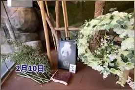 网友呼吁提前接旅美大熊猫丫丫回国，中国动协回应图片
