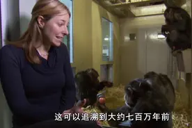 人类的起源：七百万年前，人类与黑猩猩有共同的祖先视频封面