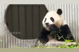 出差当“接生婆”的徐奶爸终于回来了视频封面