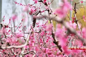来微山县欢城看桃花开，3月30日至4月6日#春风吹红了桃花视频封面