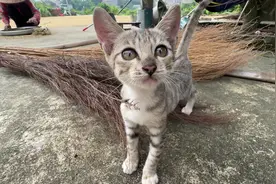 新收养的小猫咪，你们说它会捉小鸟吗#宠物 #小猫咪 #可爱小猫视频封面