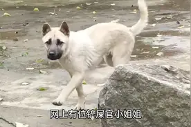 #狗假装不认识主人 #狗子的迷惑行为 #神奇动物在抖音视频封面