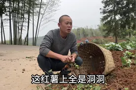 今天的红薯长得还行，就是全是洞洞，背吃吃了！#记录真实生活视频封面