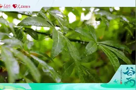 谷雨“防春火”，哪些食物可滋阴降火？图片