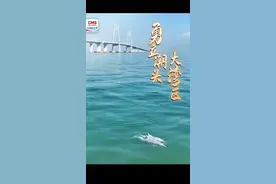 勇立潮头大湾区｜港珠澳大桥和中华白海豚的温情守望图片