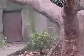 熊猫宝宝下树摔了个大屁墩，看着就疼！图片
