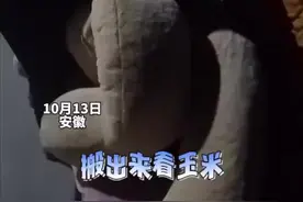 为了防止别人偷自家玉米，女子妈妈用一米多大熊玩偶看玉米，当事人：用了好几年，我妈让我别跟别人说图片