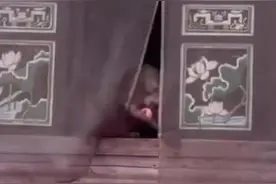 泼猴组团大闹寺庙偷拿贡品还虐狗 景区：保护动物 无法干预图片