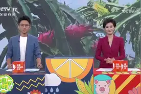 江南区苏圩镇火龙果上央视了！图片
