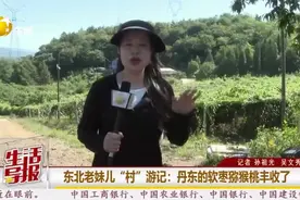 东北老妹儿“村”游记｜丹东的软枣猕猴桃丰收了图片