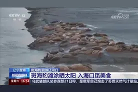 辽宁盘锦：春回大地 斑海豹洄游辽河口图片