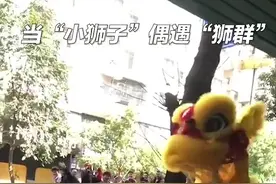 暖心连载！路边舞狮小女孩见到“大狮子”啦~图片