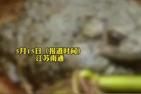 男子抓200斤癞蛤蟆被罚8千，癞蛤蟆属国家三有保护动物，法院：构成非法狩猎罪图片