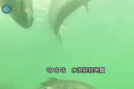 龙羊峡三文鱼入选大暑节气名优特产品图片