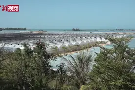 中国新闻网 | 春节临近海南乐东蜜瓜收获忙图片