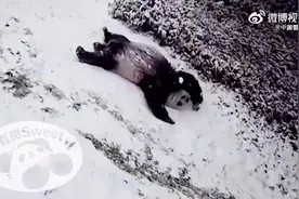 当熊猫遇到雪，后面画风突变图片