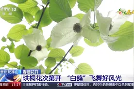 春暖花开！去各地感受姹紫嫣红的缤纷烂漫图片