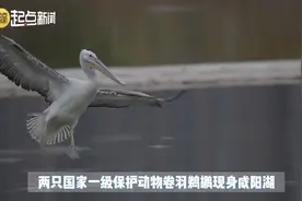 “明星鸟”亮相！国家一级保护动物卷羽鹈鹕现身咸阳湖图片