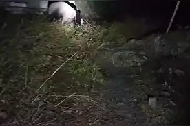 野生大熊猫偶遇村民，发现被“偷拍”后慢悠悠走掉图片