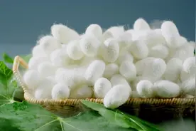 走读丝路·跨越古今丨双语纪录片第一集：一块丝绸的极致东方美学图片
