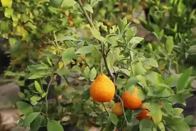 村村有好戏丨临沂河东：南桔北种结出硕果 特色农产品种植助农增收图片