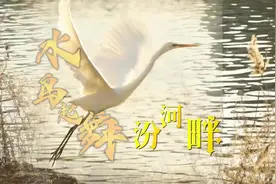 （视频）水鸟起舞汾河畔！图片