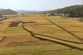 瞭望·治国理政纪事｜扛稳粮食安全重任图片