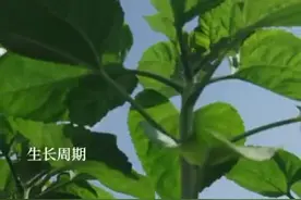 忙碌的日子里，更要照顾好自己图片