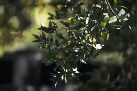 远火分队，重拳出击！图片
