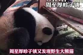 野生大熊猫跑进村民家了图片