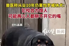 兽医称从业10年仍害怕罗威纳犬：它咬合力惊人，可能两三人都掰不开它的嘴图片