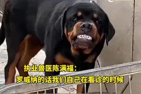 兽医称从业10年仍害怕罗威纳犬：它咬合力惊人，可能两三人都掰不开它的嘴图片