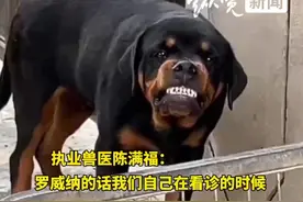 兽医称从业10年仍害怕罗威纳犬：它咬合力惊人，可能两三人都掰不开它的嘴图片