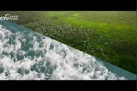 绿水青山间丨海岸线上的绿色“国宝”图片